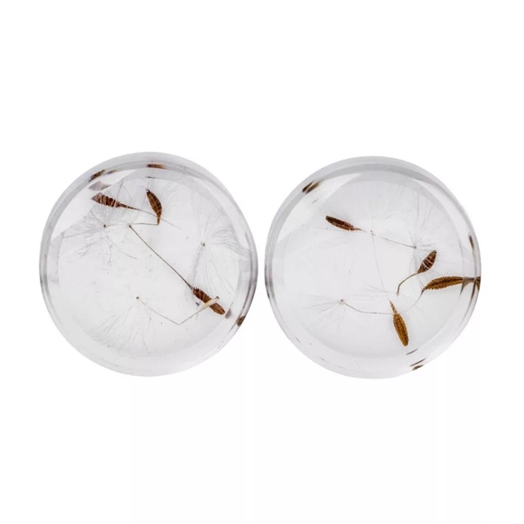 Dandelion Transparent Ear Gauges Plugs - Picture 3 of 4